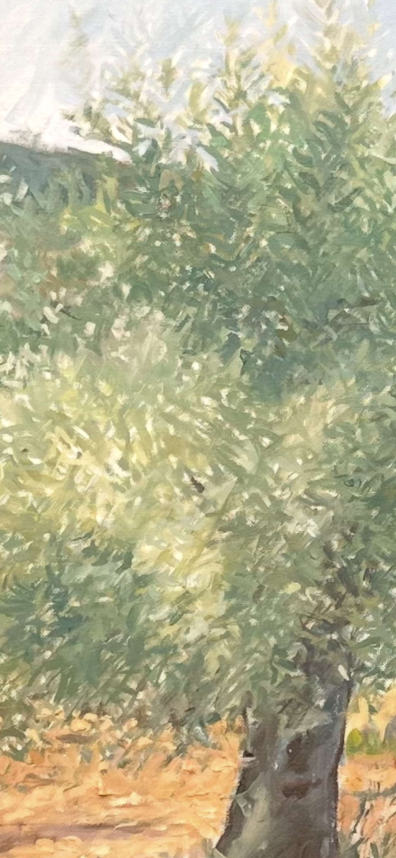 Olivo, chispas de plata al cielo.