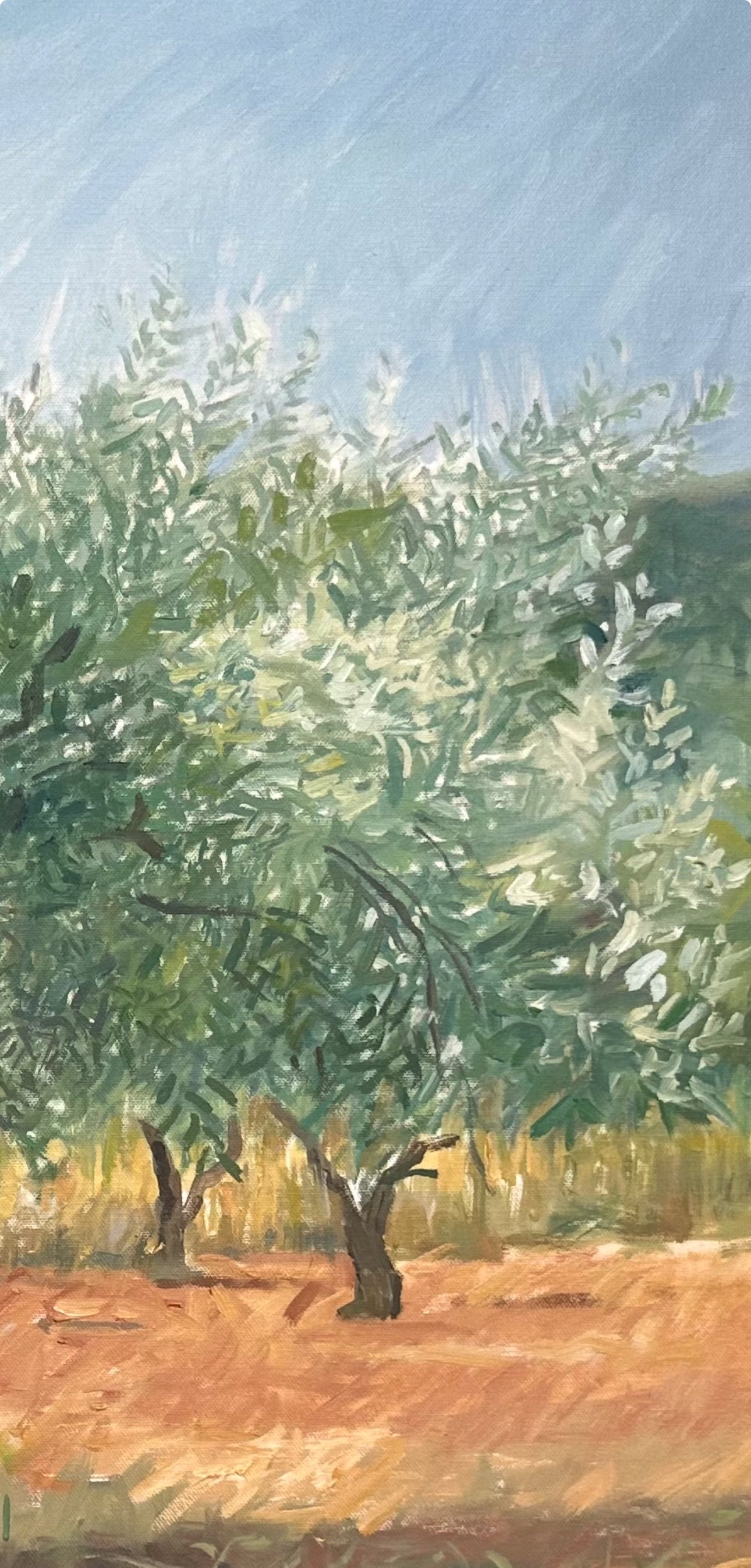 Olivo, chispas de plata al cielo.